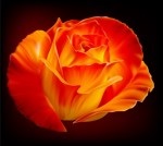 rose2